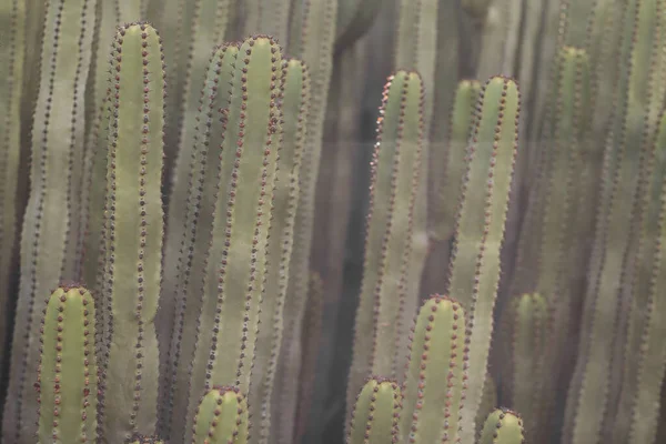 Euphorbia Canariensis Its Natural Habitat — Stock Photo, Image