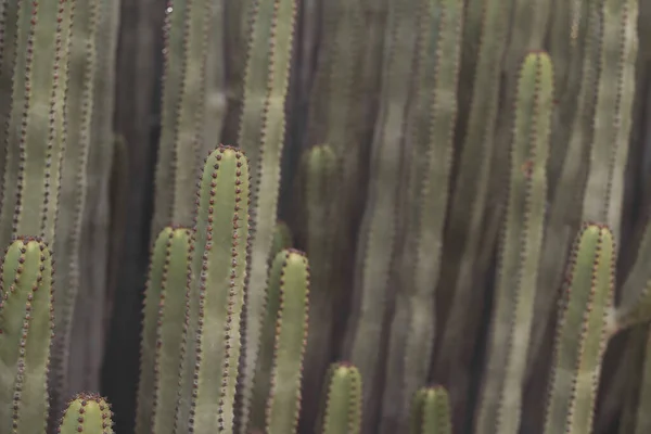 Euphorbia Canariensis Swoim Naturalnym Środowisku — Zdjęcie stockowe