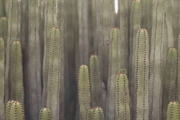 Euphorbia Canariensis Hábitat Natural — Foto de Stock