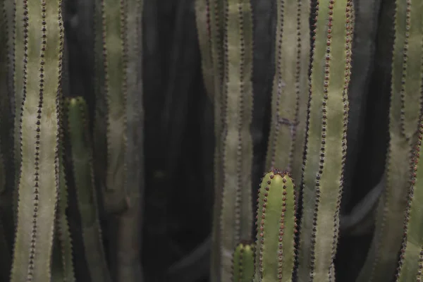 Euforbia Canariensis Svém Přirozeném Prostředí — Stock fotografie