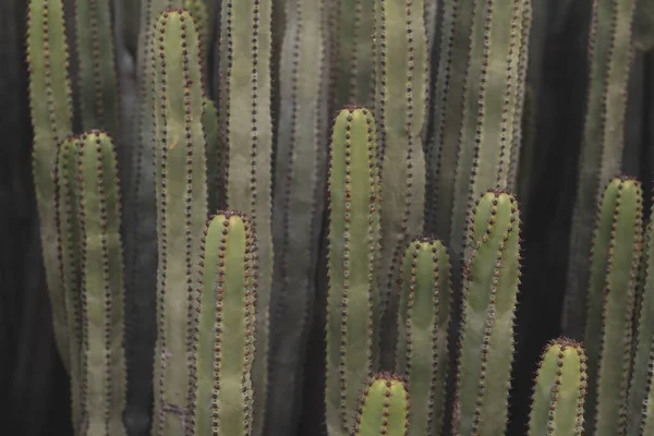 Euphorbia Canariensis Στο Φυσικό Της Περιβάλλον — Φωτογραφία Αρχείου