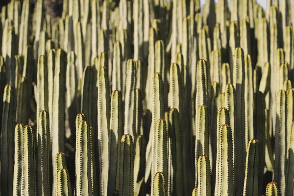 Euphorbia Canariensis Природному Середовищі Існування — стокове фото