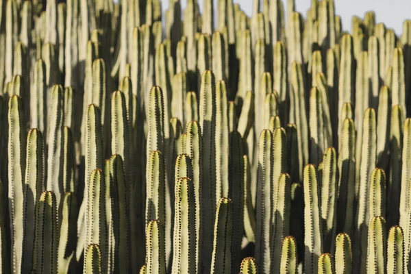 Euphorbia Canariensis Природному Середовищі Існування — стокове фото