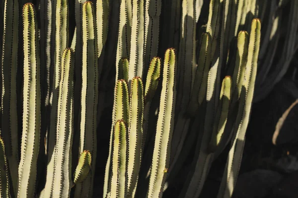 Euphorbia Canariensis Seu Habitat Natural — Fotografia de Stock