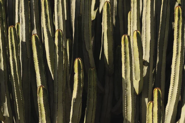 Euphorbia Canariensis Its Natural Habitat — Stock Photo, Image