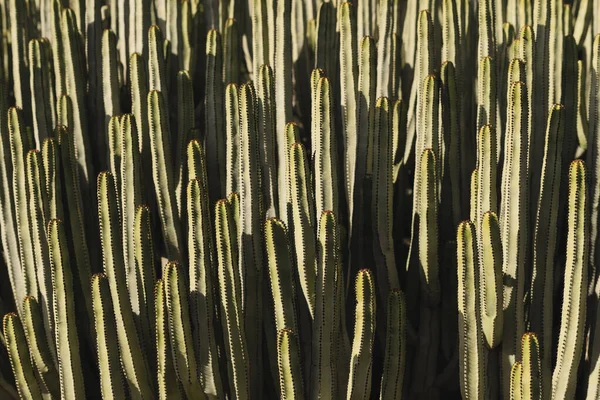 Euphorbia Canariensis Természetes Élőhelyén — Stock Fotó