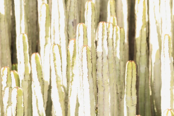 Euforbia Canariensis Svém Přirozeném Prostředí — Stock fotografie