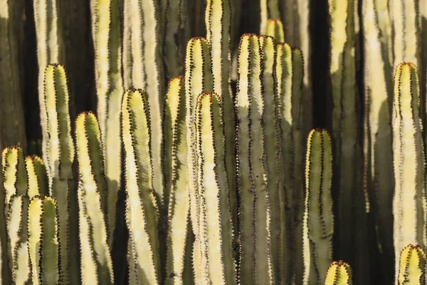 Euphorbia Canariensis Hábitat Natural — Foto de Stock