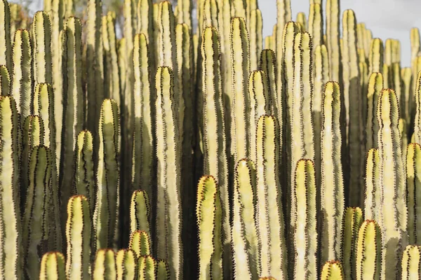 Euphorbia Canariensis Dans Son Habitat Naturel — Photo