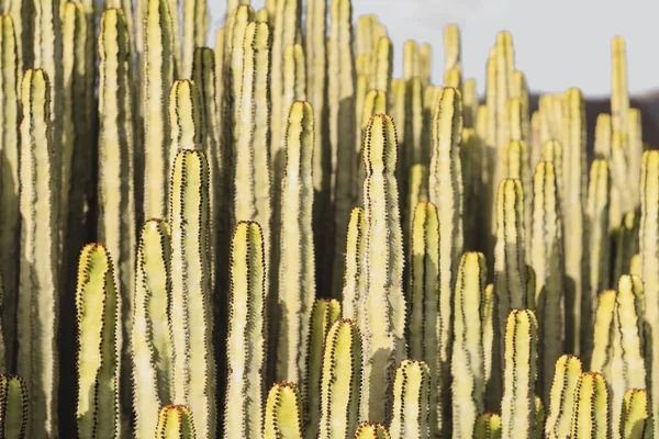 Euphorbia Canariensis Dans Son Habitat Naturel — Photo