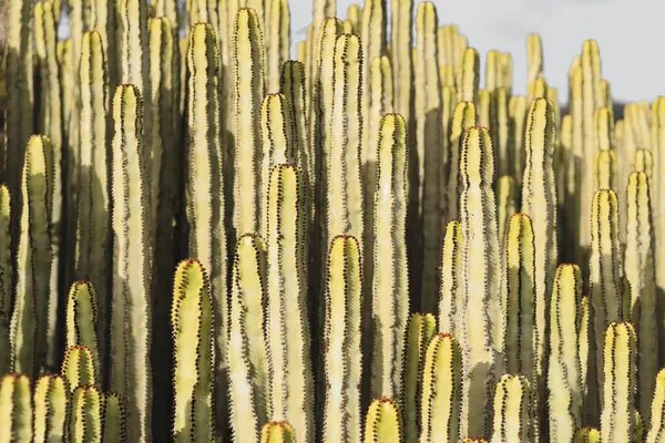 Euphorbia Canariensis Swoim Naturalnym Środowisku — Zdjęcie stockowe