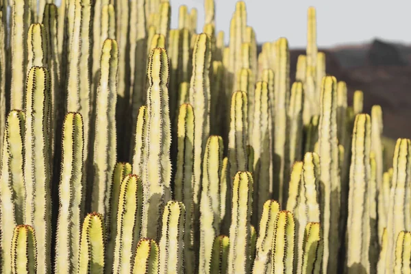 Euphorbia Canariensis Sin Naturliga Livsmiljö — Stockfoto