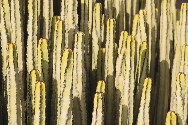 Euphorbia Canariensis Zijn Natuurlijke Habitat — Stockfoto