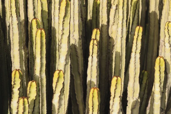 Euphorbia Canariensis Естественной Среде Обитания — стоковое фото