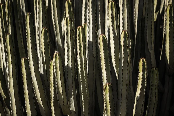 Euphorbia Canariensis Природному Середовищі Існування — стокове фото