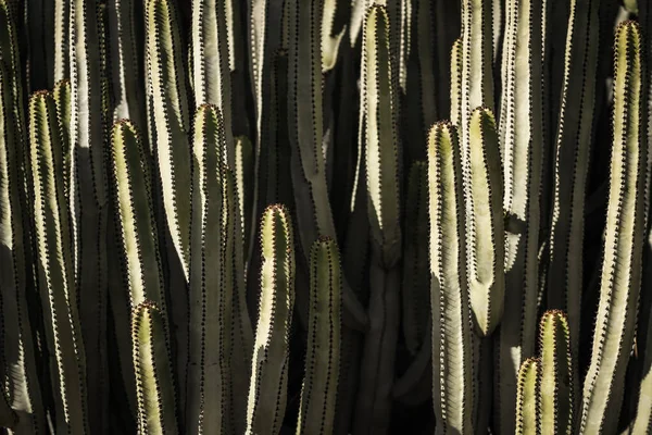 Euforbia Canariensis Svém Přirozeném Prostředí — Stock fotografie