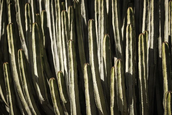 Euphorbia Canariensis Zijn Natuurlijke Habitat — Stockfoto