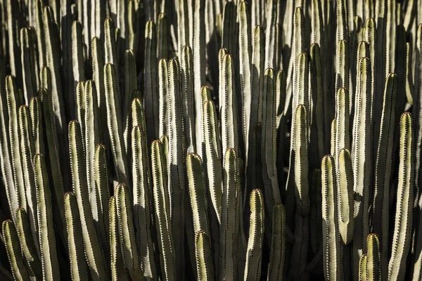 Euphorbia Canariensis Zijn Natuurlijke Habitat — Stockfoto