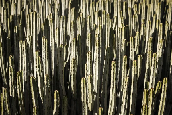 Euphorbia Canariensis Zijn Natuurlijke Habitat — Stockfoto