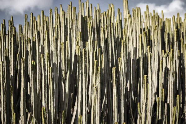 Euphorbia Canariensis Its Natural Habitat — Stock Photo, Image