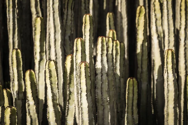 Euphorbia Canariensis Dans Son Habitat Naturel — Photo