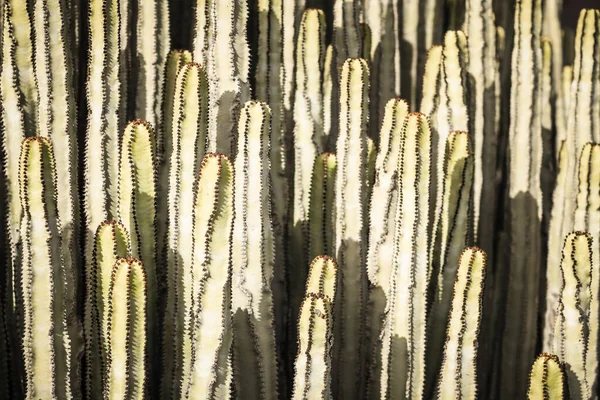 Euphorbia Canariensis Zijn Natuurlijke Habitat — Stockfoto