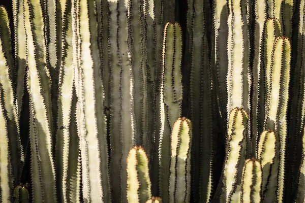 Euphorbia Canariensis Természetes Élőhelyén — Stock Fotó
