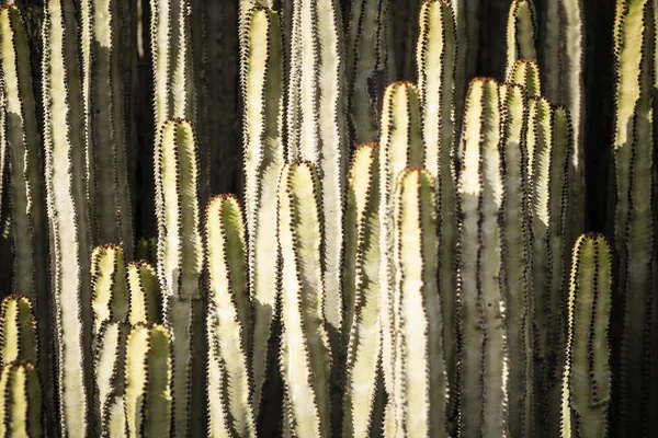 Euphorbia Canariensis Dans Son Habitat Naturel — Photo