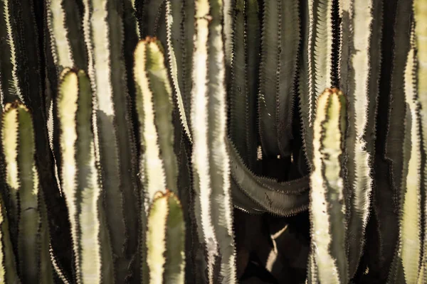 Euphorbia Canariensis Hábitat Natural — Foto de Stock