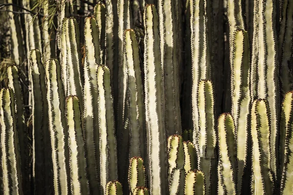 Euphorbia Canariensis Sitt Naturlige Habitat – stockfoto