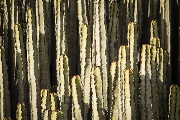 Euphorbia Canariensis Zijn Natuurlijke Habitat — Stockfoto