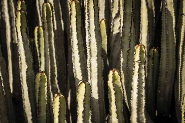 Euphorbia Canariensis Zijn Natuurlijke Habitat — Stockfoto