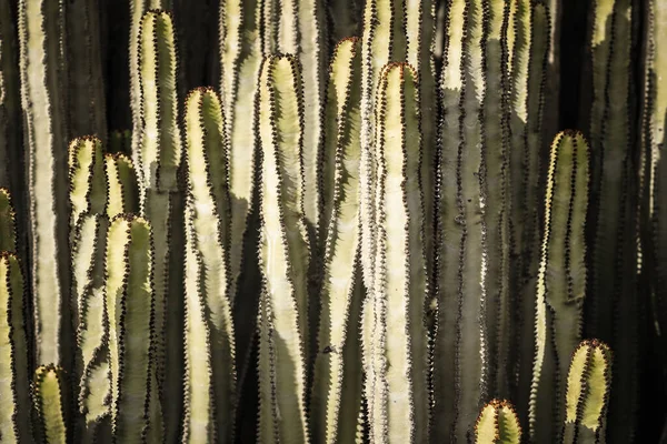 Euphorbia Canariensis Természetes Élőhelyén — Stock Fotó