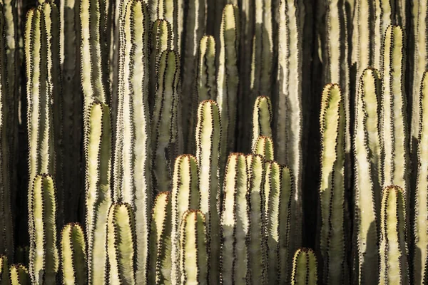 Euphorbia Canariensis Nel Suo Habitat Naturale — Foto Stock