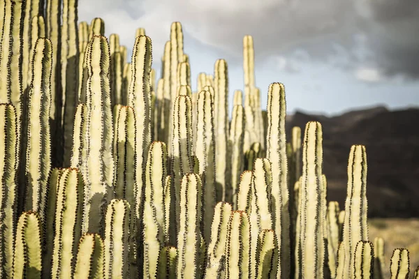 Euphorbia Canariensis Sin Naturliga Livsmiljö — Stockfoto