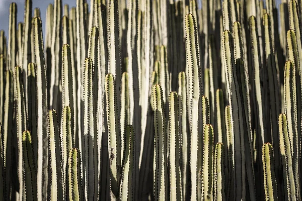 Euphorbia Canariensis Dans Son Habitat Naturel — Photo