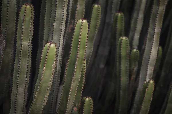 Euphorbia Canariensis Природному Середовищі Існування — стокове фото