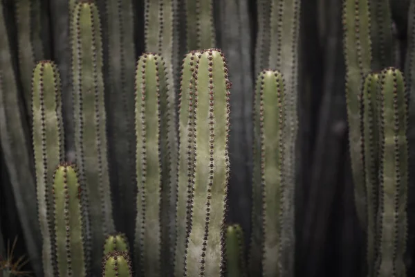 Euforbia Canariensis Svém Přirozeném Prostředí — Stock fotografie