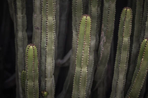 Euphorbia Canariensis Swoim Naturalnym Środowisku — Zdjęcie stockowe