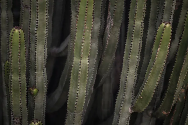 Euphorbia Canariensis Seu Habitat Natural — Fotografia de Stock