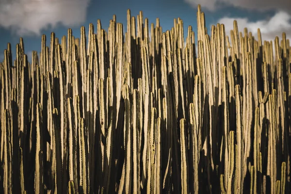 Euphorbia Canariensis Στο Φυσικό Της Περιβάλλον — Φωτογραφία Αρχείου