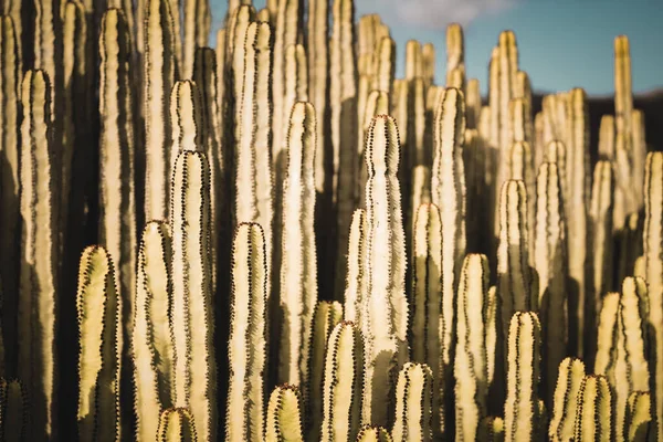 Euphorbia Canariensis Естественной Среде Обитания — стоковое фото