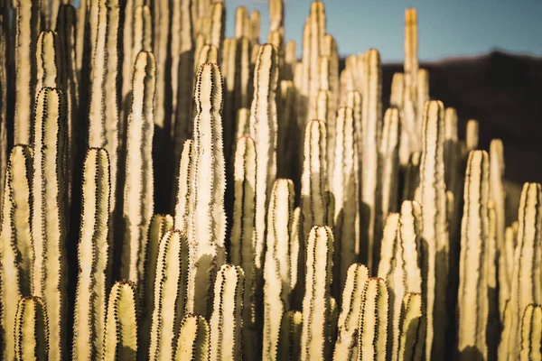 Euphorbia Canariensis Sin Naturliga Livsmiljö — Stockfoto