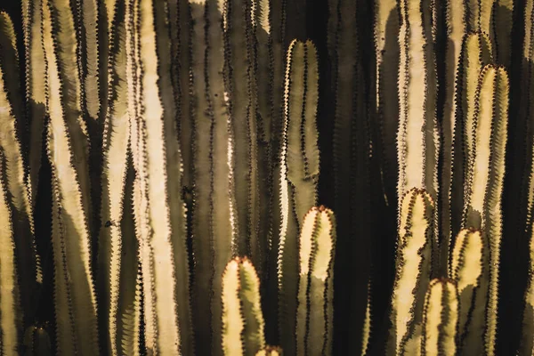 Euforbia Canariensis Svém Přirozeném Prostředí — Stock fotografie