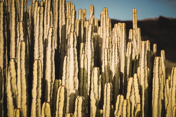 Euphorbia Canariensis Естественной Среде Обитания — стоковое фото