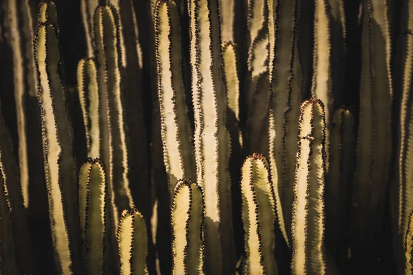 Euforbia Canariensis Svém Přirozeném Prostředí — Stock fotografie