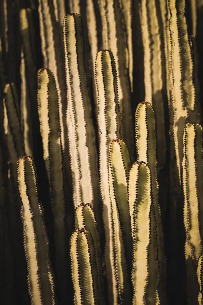 Euphorbia Canariensis Ihrem Natürlichen Lebensraum — Stockfoto