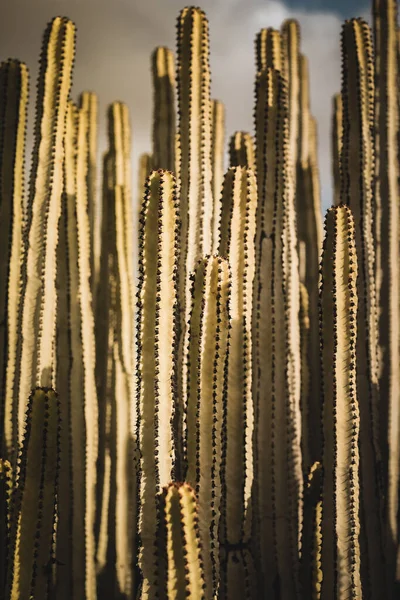 Euphorbia Canariensis Sin Naturliga Livsmiljö — Stockfoto