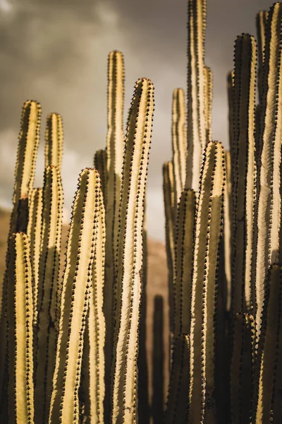 Euphorbia Canariensis Sin Naturliga Livsmiljö — Stockfoto