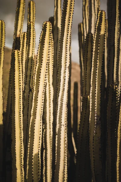 Euphorbia Canariensis Seu Habitat Natural — Fotografia de Stock